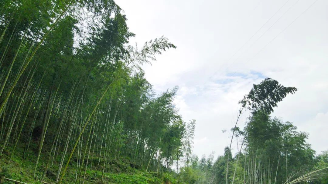 石后上竹洋村產業振興動力“竹”，助農收入“節節高”！