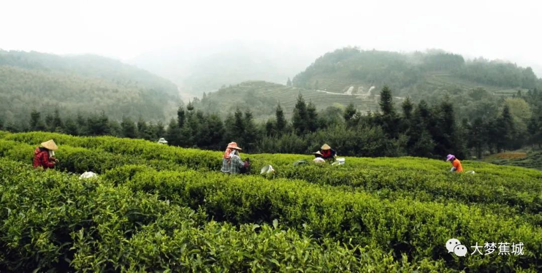 【乡村振兴•八都】千亩茶山吐新绿 漫山尽是采茶客