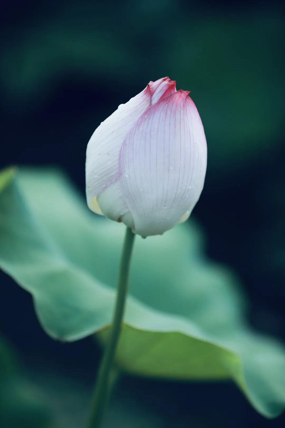 “荷”你一起，记忆蕉城盛夏~