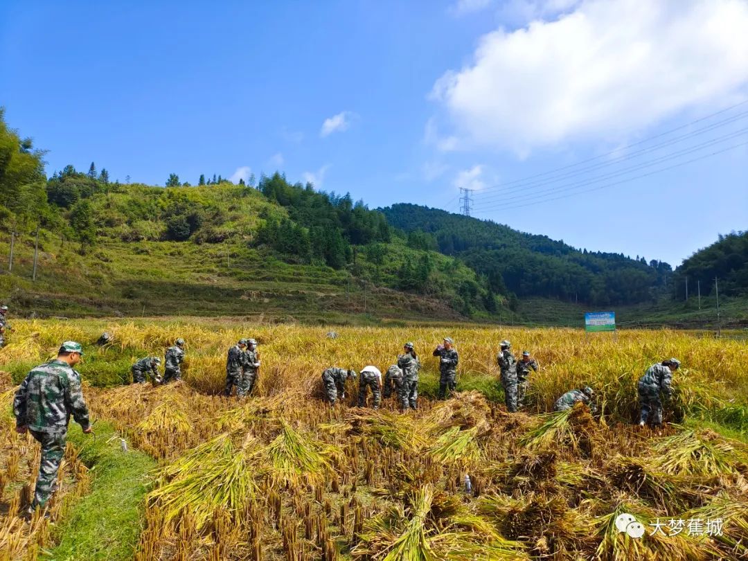 喜迎二十大 | 撸袖子、挥镰刀！区教育局党员干