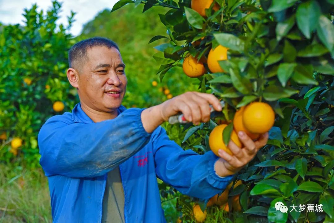 【闽东特色乡村振兴之路】蕉城八都：因地制宜 壮大脐橙产业