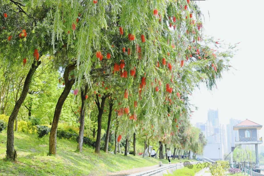 花開滿路！快來畬鄉(xiāng)尋找春天的足跡