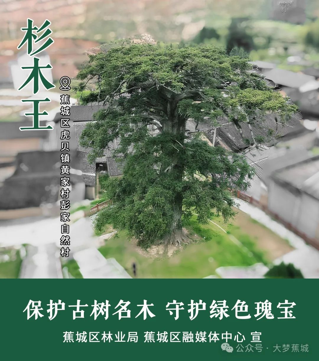 古樹(shù)記憶：走進(jìn)千年杉樹(shù)王