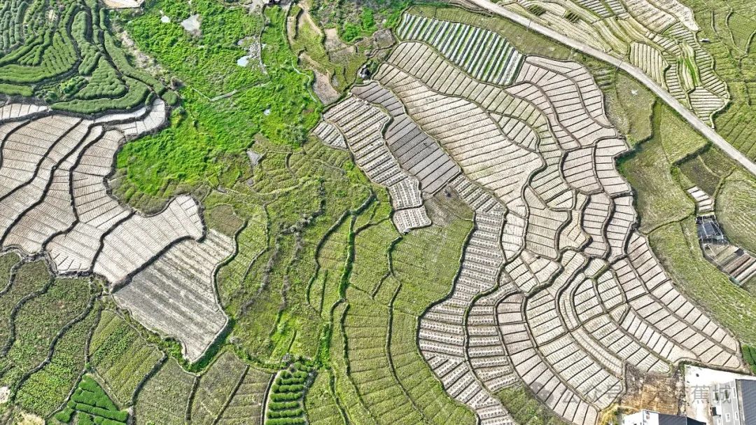 田間好“豐”景 ！蕉城這里的土豆豐收啦~
