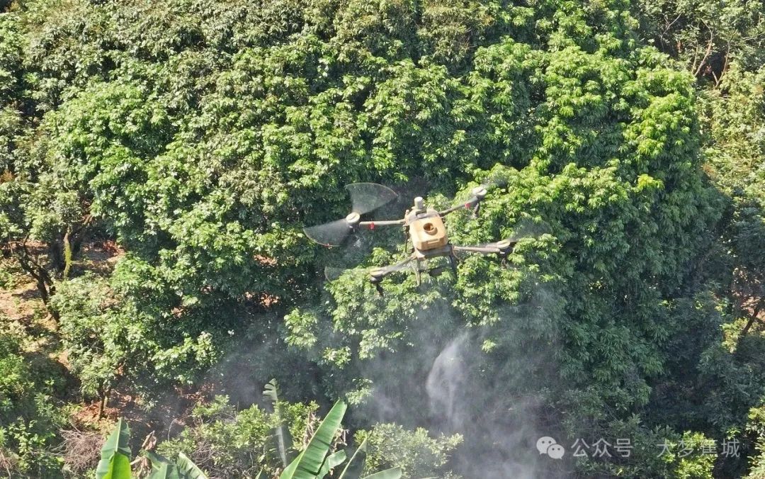 無人機“上崗”！漳灣龍眼果園盡顯“科技范”→