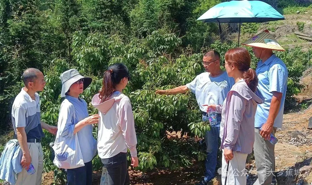 專家田間“開方”！蚶岐荔枝豐收有“底”了！