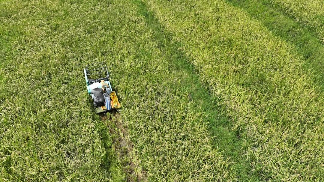 无需再次播种!洋中“再生稻”头茬开启收割→
