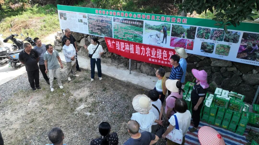 “错峰”上市!“中国晚熟龙眼之乡” 掀甜蜜热潮→