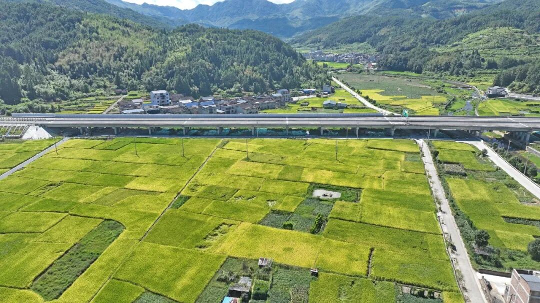 每亩省200元!蕉城推广“抛秧”新技术