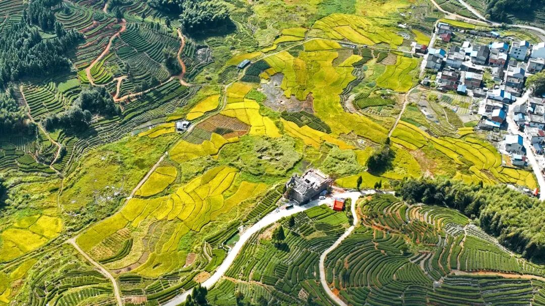 美翻了！蕉城这些地方，“稻”处好“丰”景~