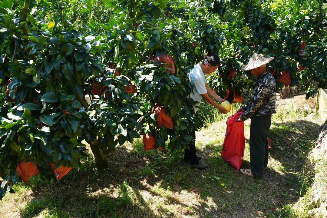 丰收啦~ 蕉城挡不住的“柚”惑，你尝过没？