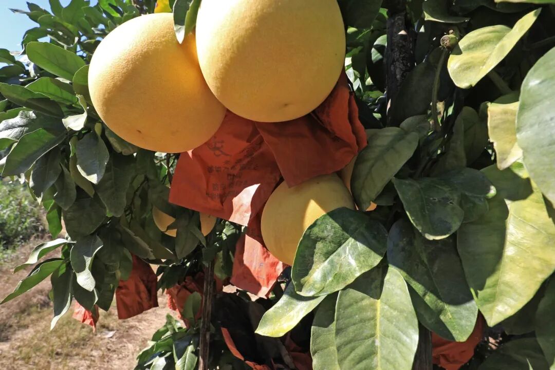 清甜爆汁！八都晚熟蜜柚上市啦~