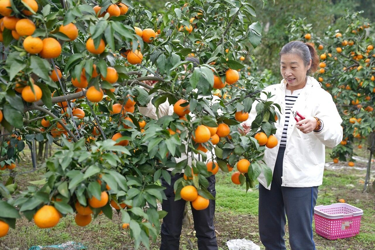 丰收压弯枝！飞鸾柑橘产业绘就乡村振兴新画卷