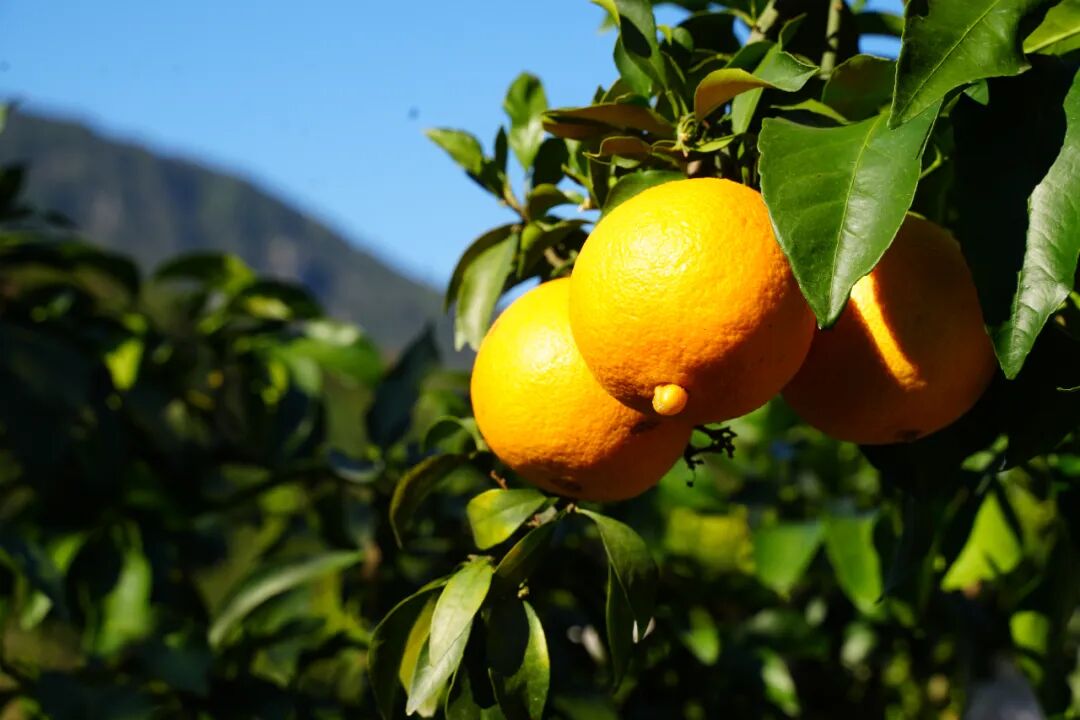 尝鲜正当时！赤溪“红美人”上线→