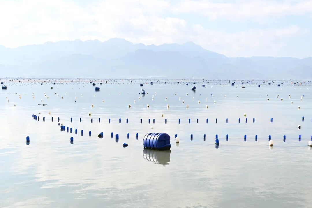 央媒聚焦宁德海岸线！探秘“海上田园”，寻访“七彩渔村”→