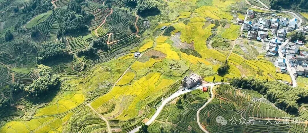 四方联动 四季生金！探访蕉城洋林村“美丽田园”建设路径