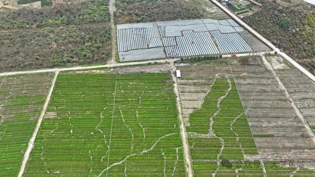 首次规模化种植韭菜，蕉城赤溪开拓北方新市场→