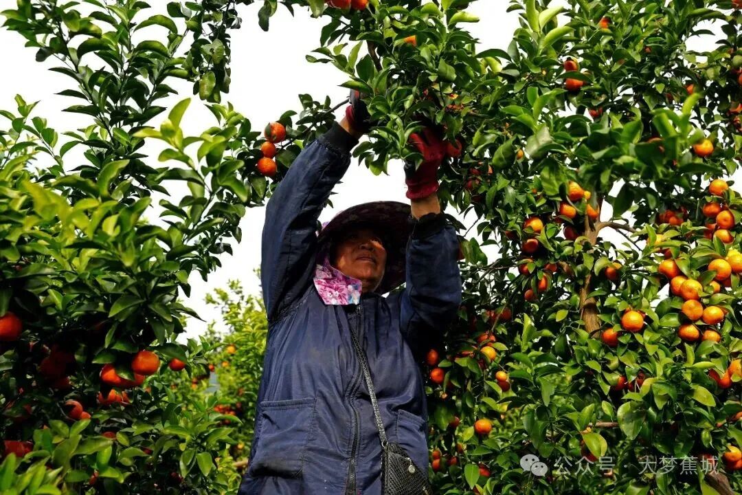 砂糖橘喜获丰收！赤溪“甜蜜产业”促农增收