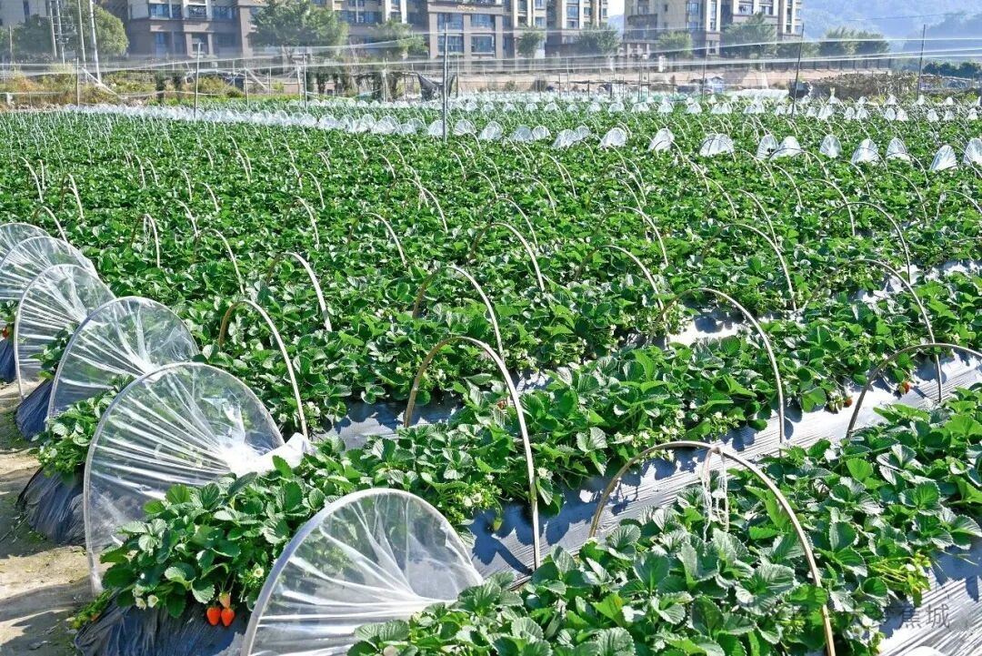 熟了！馋了！蕉城这里的冬天有点“莓”好