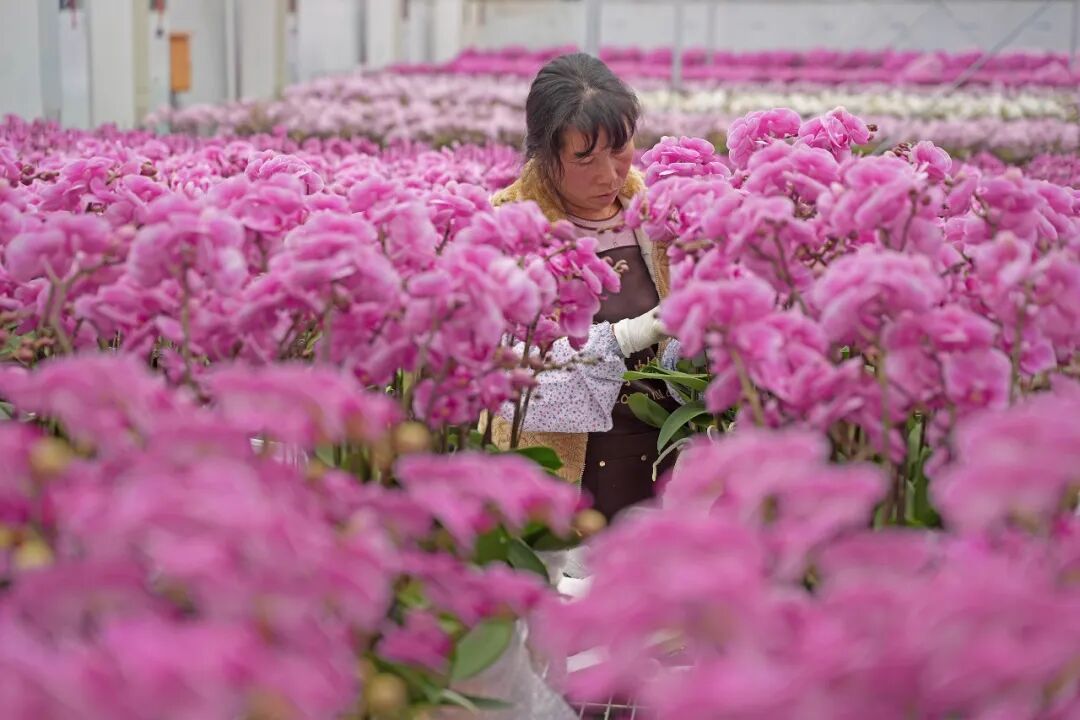宁德人的年宵花顶流！藏在这个小镇里→