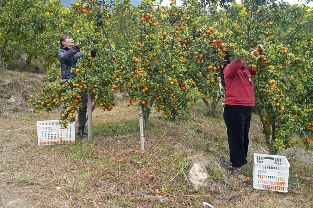 从田间到商超！一颗赤溪砂糖橘的甜蜜之旅