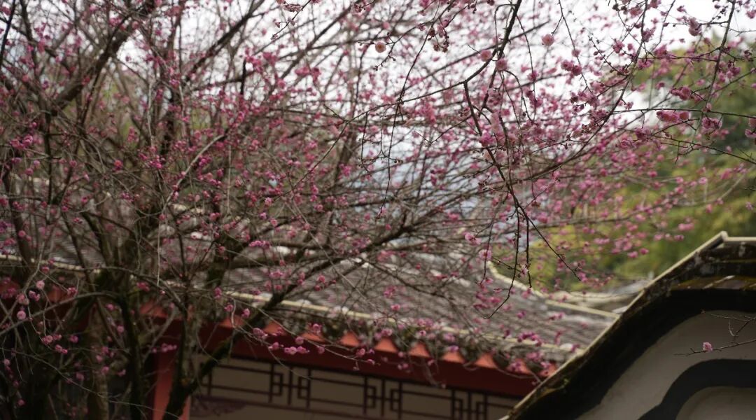 蕉城春日『限定皮肤』悄悄上线！南漈公园变身绯色秘境→