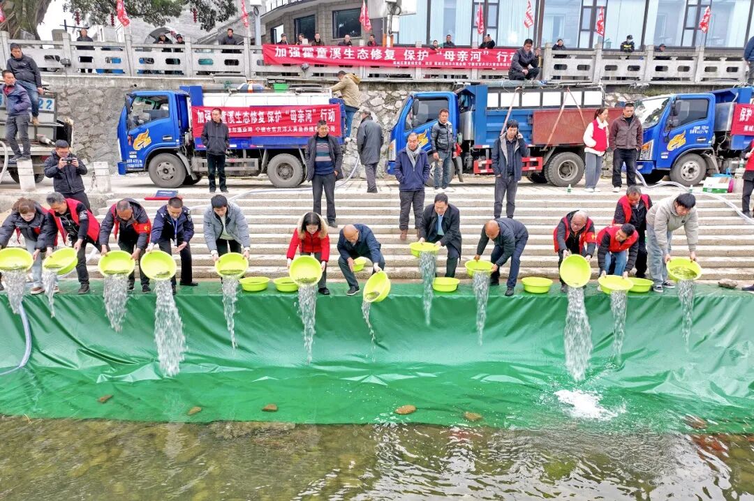 603万尾香鱼苗游入霍童溪!蕉城“母亲河”再添生机