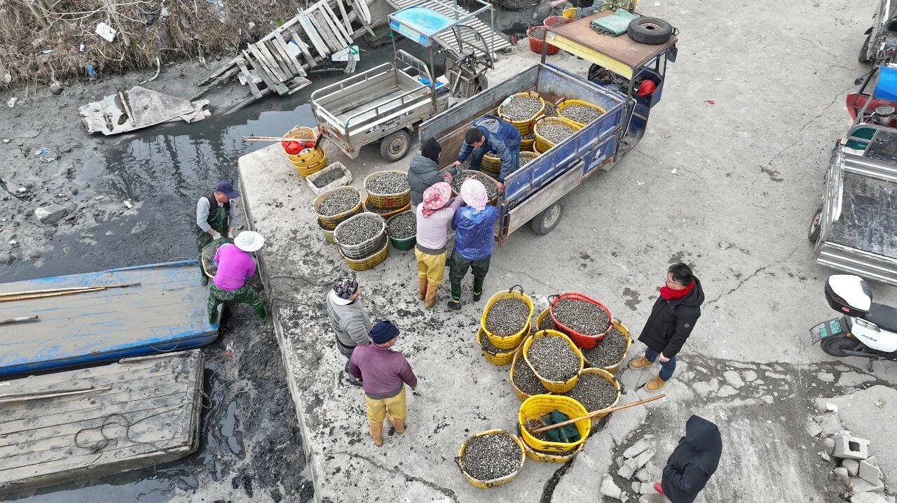 码头忙，蚶满仓！来看看蕉城蚶岐村的“丰收季”→