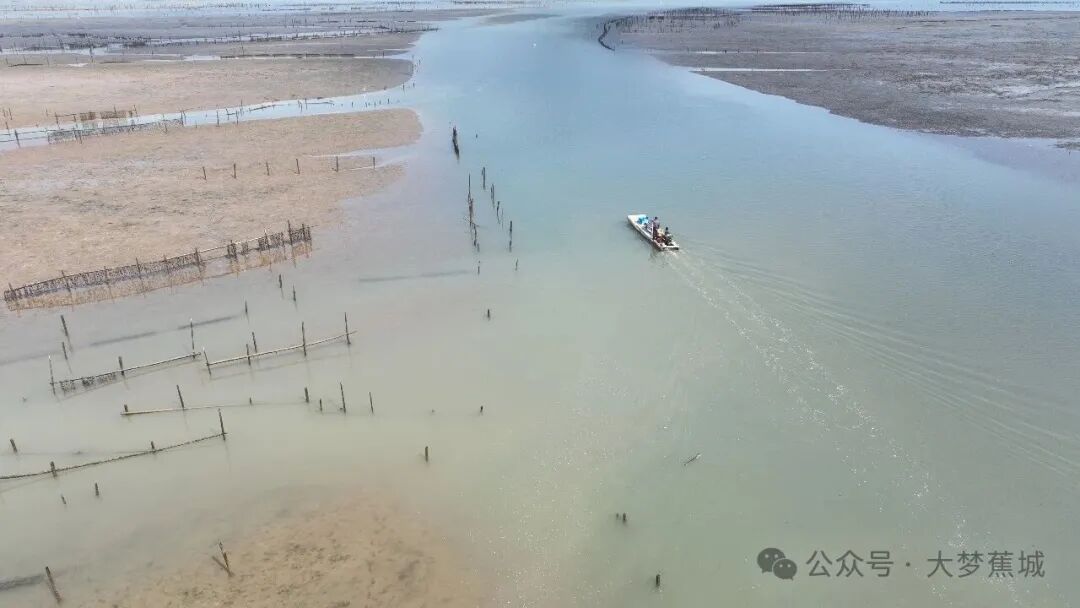 开春第一鲜！宁德云淡村海蛎丰收啦~