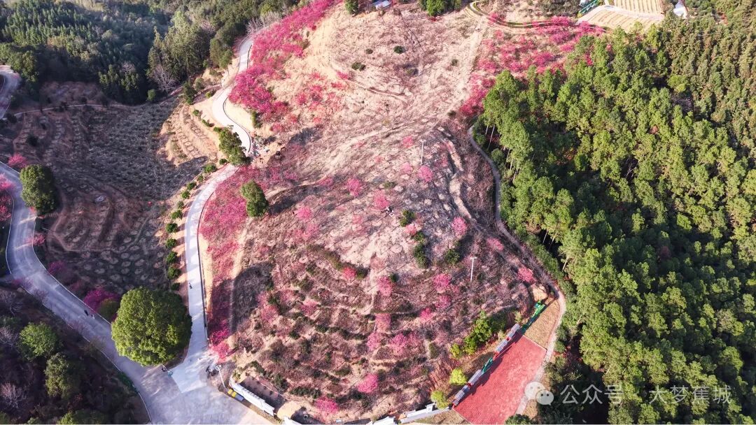 粉了！宁德这片樱花海盛开，春日氛围感拉满~