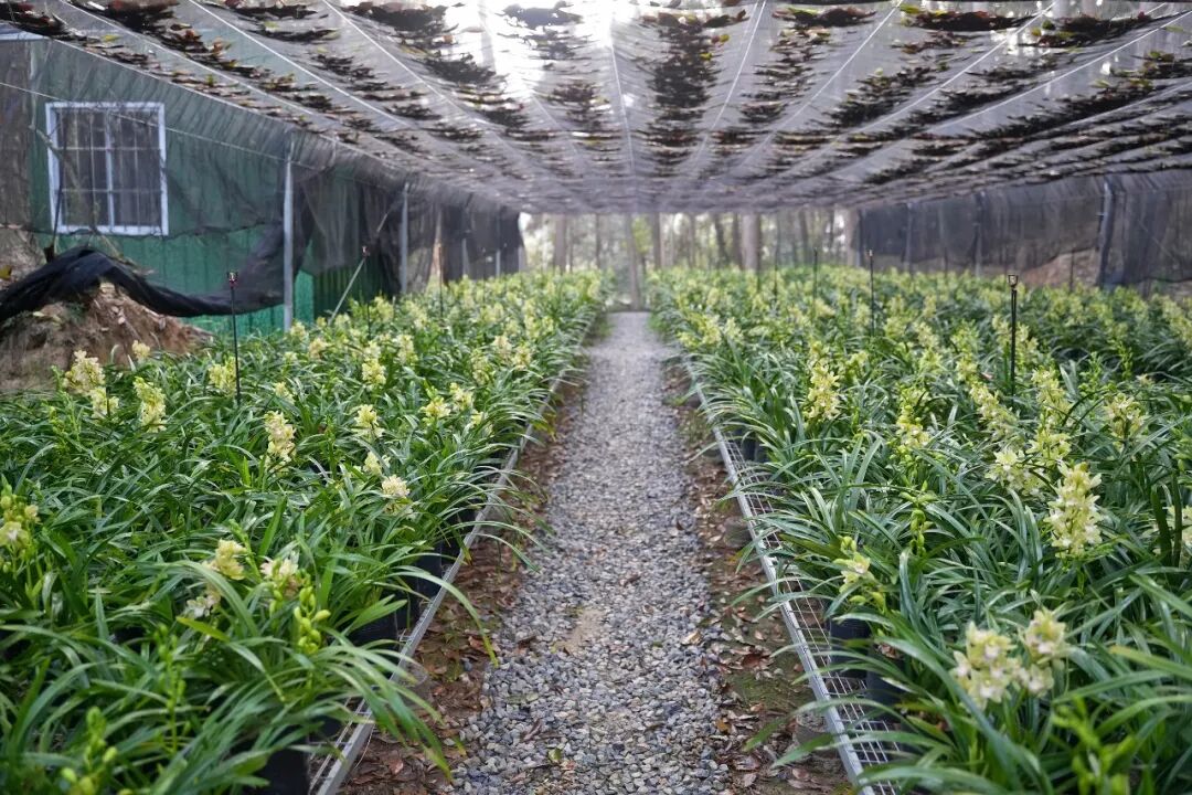 【新春走基层】兰花产业“香”村富民！赤溪镇解锁乡村振兴“新引擎”