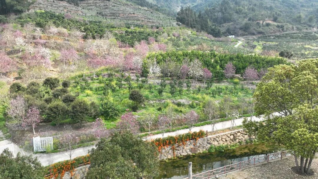 藏在八都的春日秘境！一半嫣红一半雪白，是时候去赴约了→