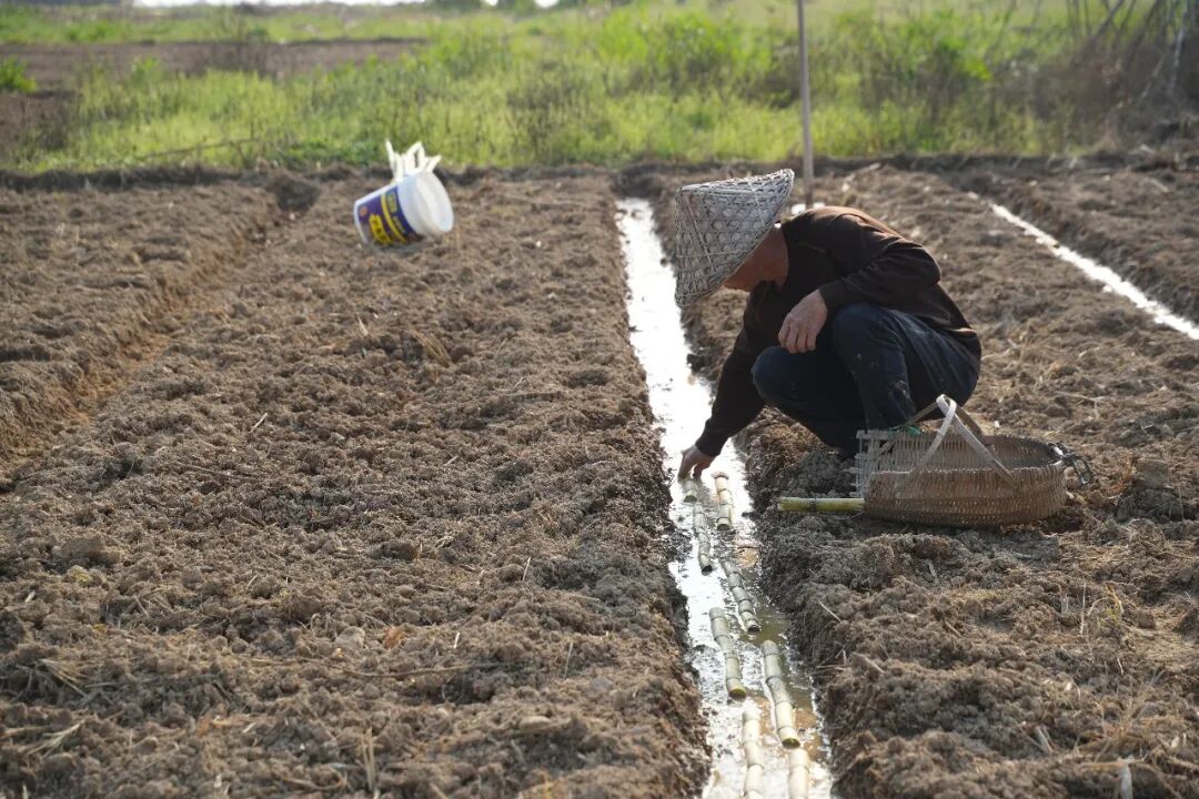 甘蔗地里种土豆？赤溪镇这波操作，让土地“忙”了起来！