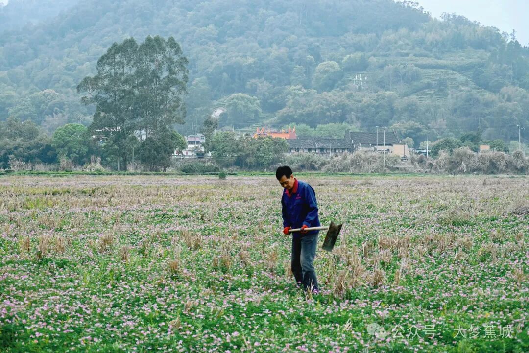 霍童春耕现场直击，这片紫色浪漫有大用处~