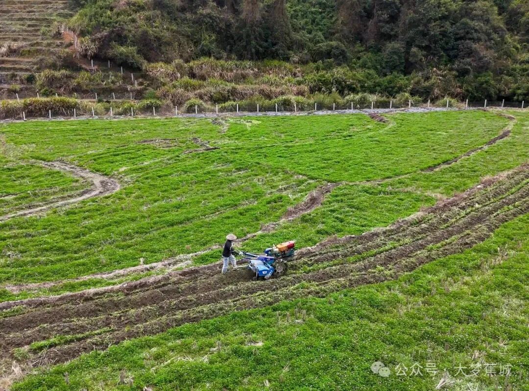 春耕有“数”更有底！金涵畲族乡备耕生产有序推进