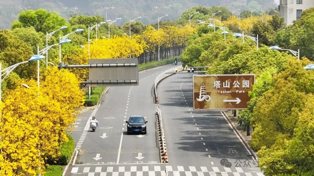 宁德春日限定！塔山路、光华路美成这样，你打卡了