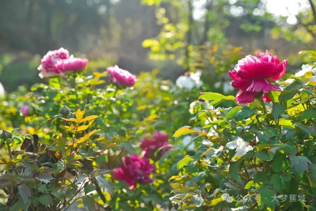 春意盎然！蕉城八都镇南岗村牡丹竞相绽放
