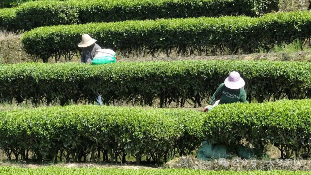 采茶啦！霍童胜门村的春天，藏在一掐一捻的忙碌里~