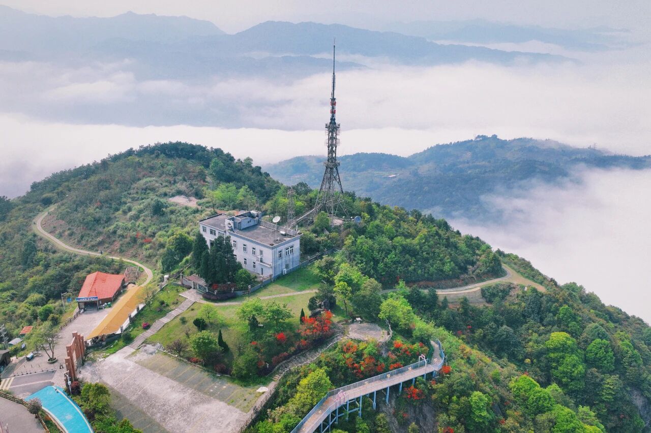 在蕉城，藏着一片绝美高山杜鹃秘境！1h直达，免费又出片！