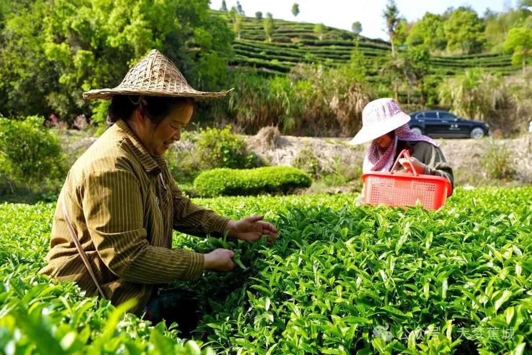 春茶抢“鲜”看！赤溪镇万亩茶园开采，“订单已排到下个月”