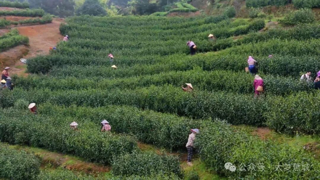 匠心筑梦！这位宁德“茶三代”让万亩茶园焕发新生~