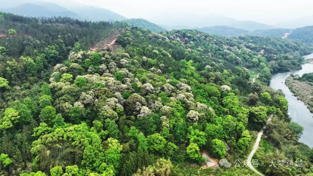 霍童山林限定美景！黄白黧蒴锥花簇满枝头