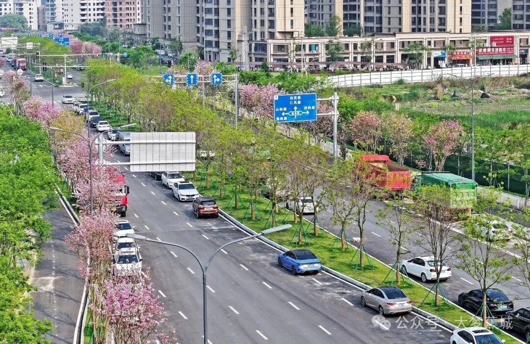 一路繁花，满目春光！在连城路，邂逅一条“花景大道”
